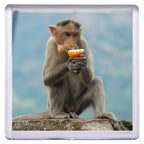 FM57 - IB - 10 Plastic Fridge Magnet 57 x 57mm Insert - Blank or Printed - Pack of 10 - Intaprint Ltd