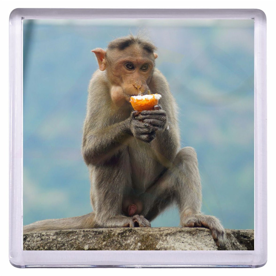 FM57 - IB - 10 Plastic Fridge Magnet 57 x 57mm Insert - Blank or Printed - Pack of 10 - Intaprint Ltd